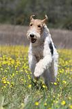 FOX TERRIER 357